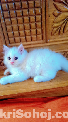 Persian cat